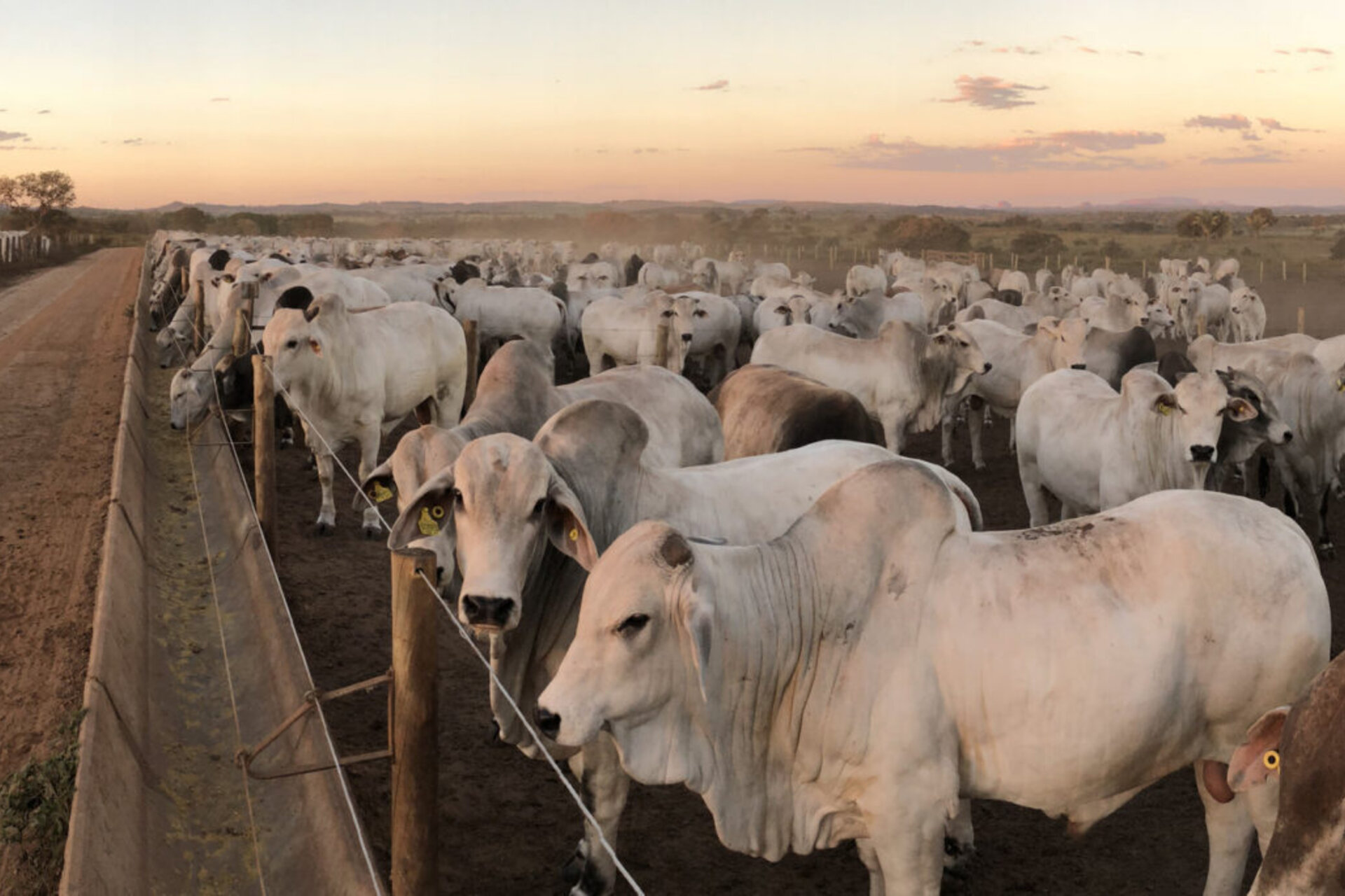 Study finds water quality oversight failures at California dairies and feedlots