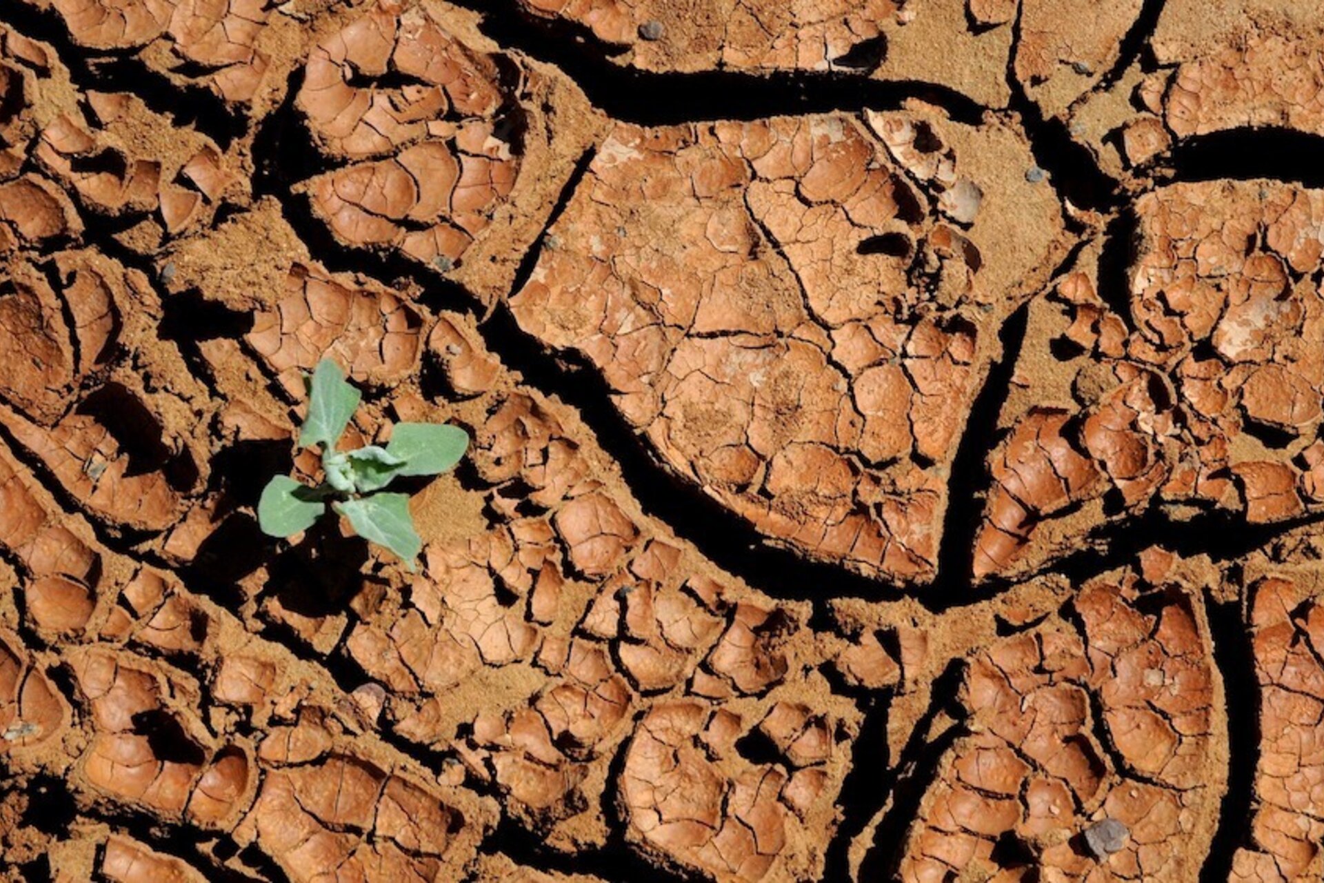 Warming temperatures could increase suicides